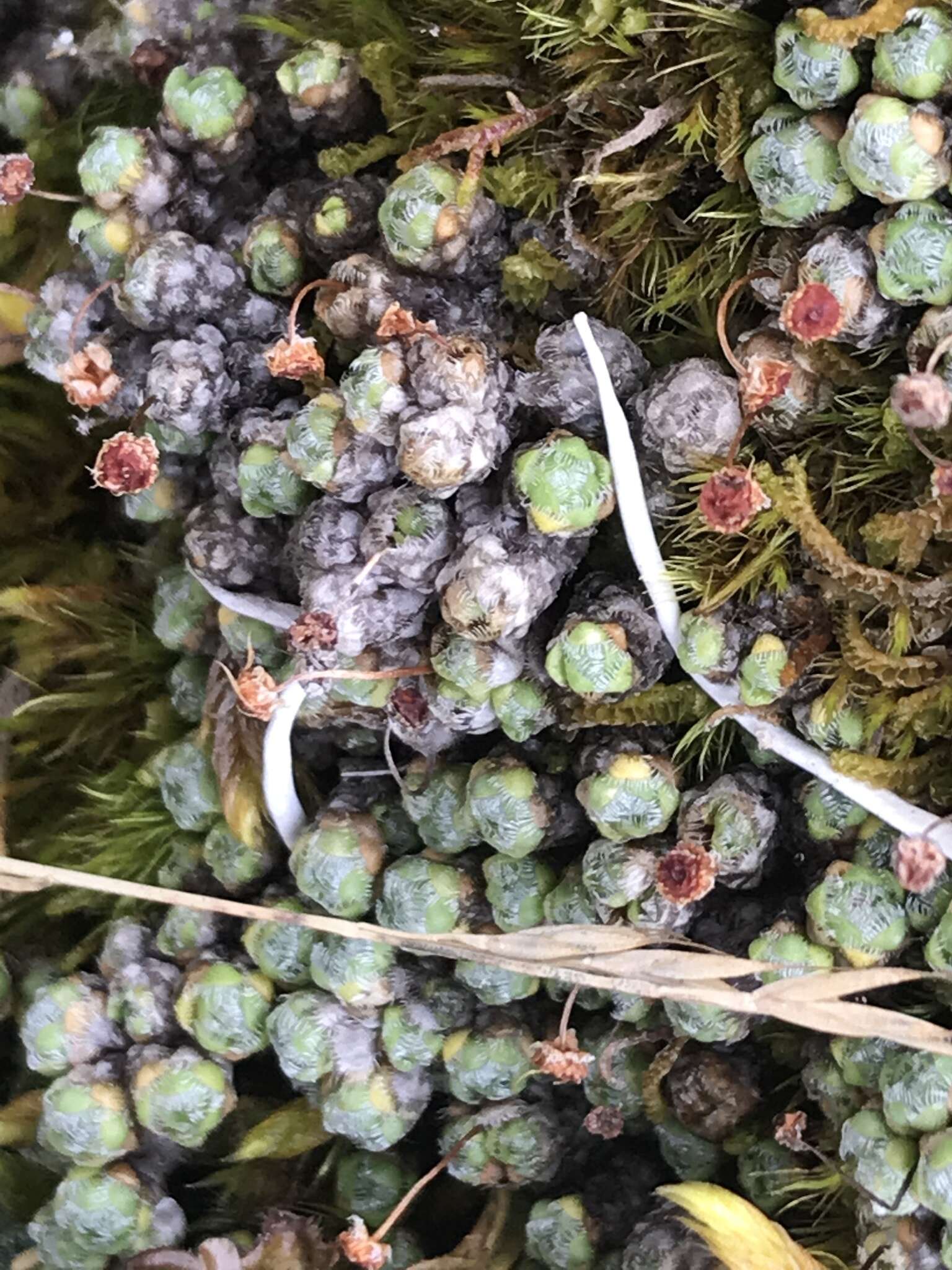 Image de Saxifraga eschscholtzii Sternb.