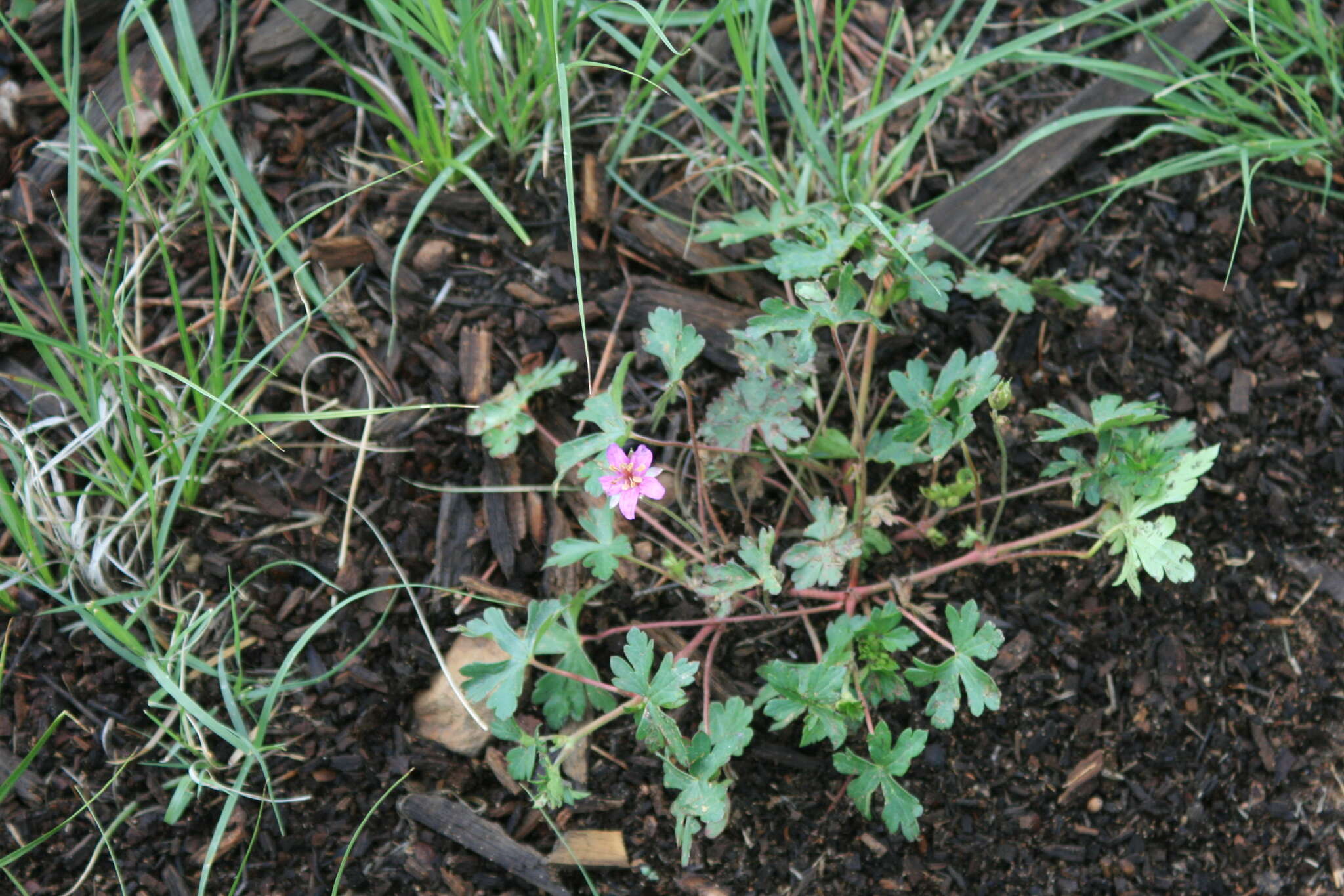 Image of pineywoods geranium