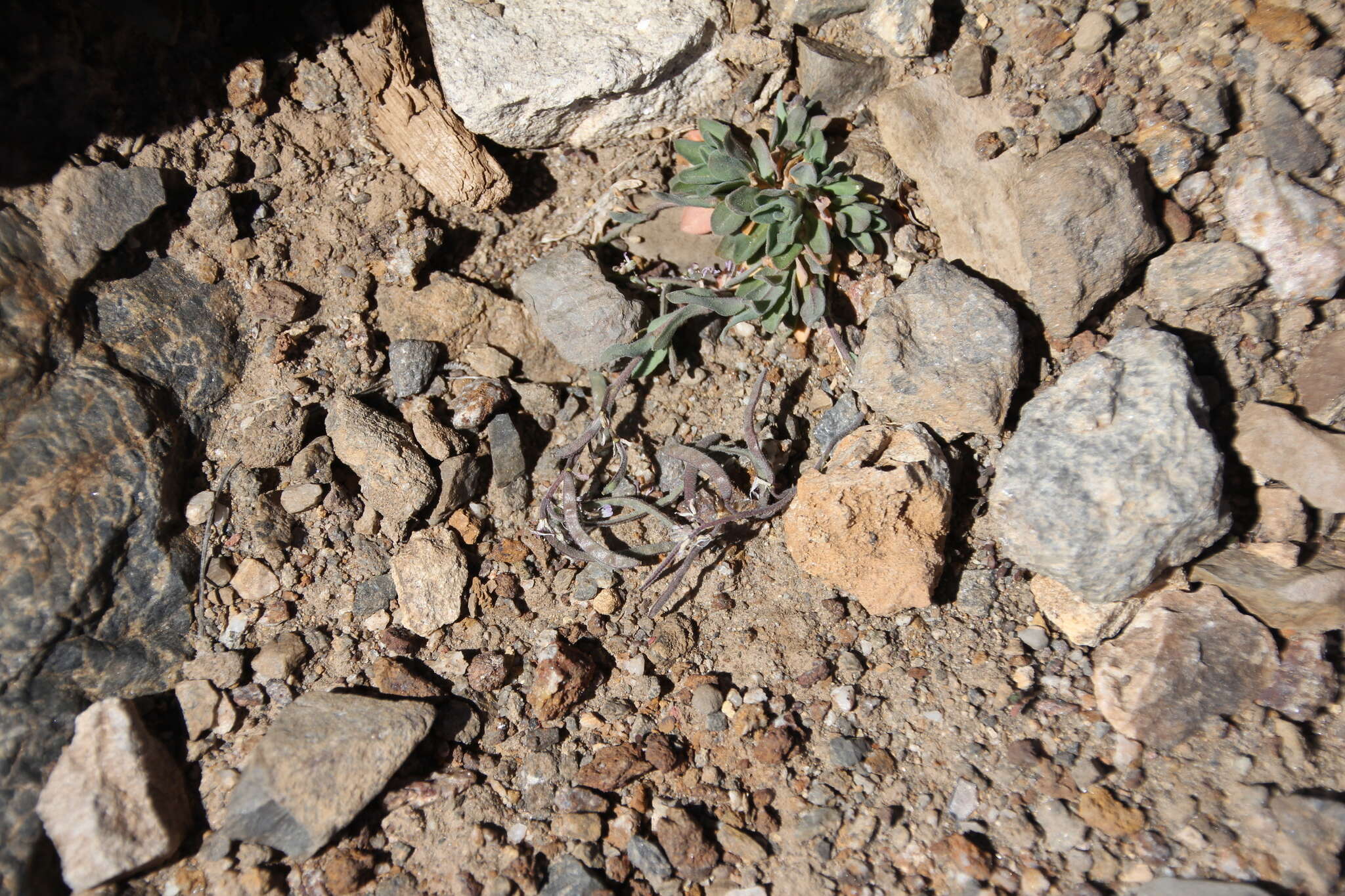 Image of Soldier Rockcress