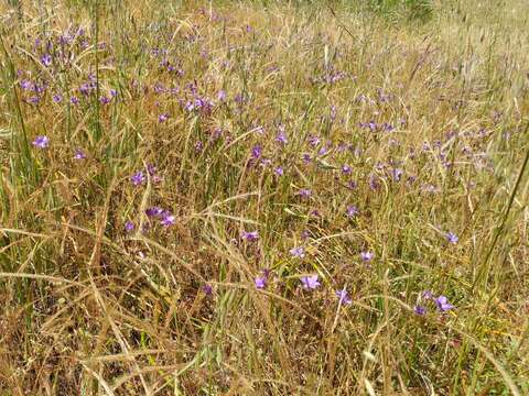 Image of San Clemente Island brodiaea