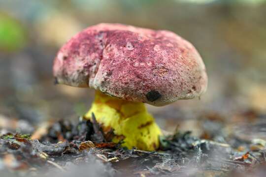 Image de Butyriboletus loyo (Phillippi) Mikšík 2015