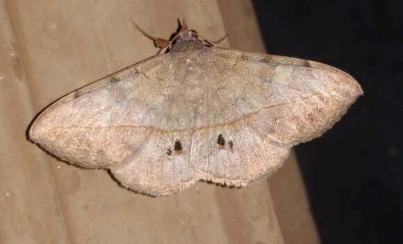 Image of Velvetbean Caterpillar Moth