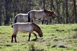 Image of Equus subgen. Equus Linnaeus 1758