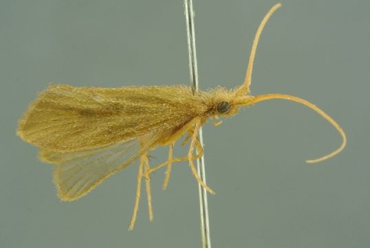 539.incol indobiosys ccdb26180 e09 1461604424 jpg.580x360