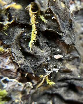 Image of jelly lichen