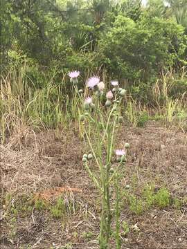 Cirsium nuttalii DC. resmi