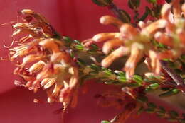 Imagem de Erica radicans subsp. radicans