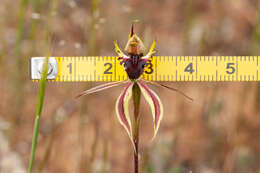 Image of Upright spider orchid