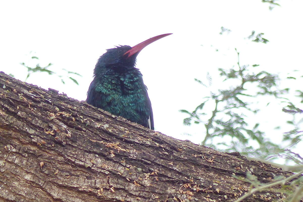 Imagem de Phoeniculus purpureus marwitzi (Reichenow 1906)