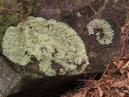 Image of parmotrema lichen