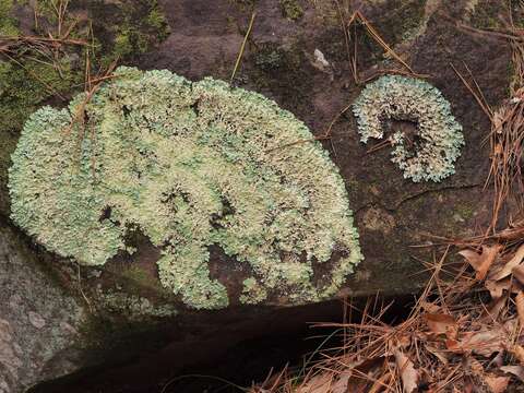 Image of parmotrema lichen