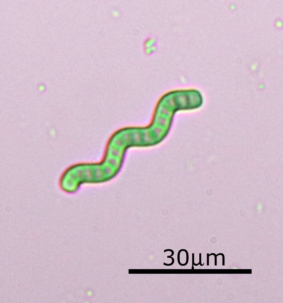 Image of Arthrospira jenneri