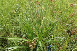 Imagem de Eryngium yuccifolium Michx.