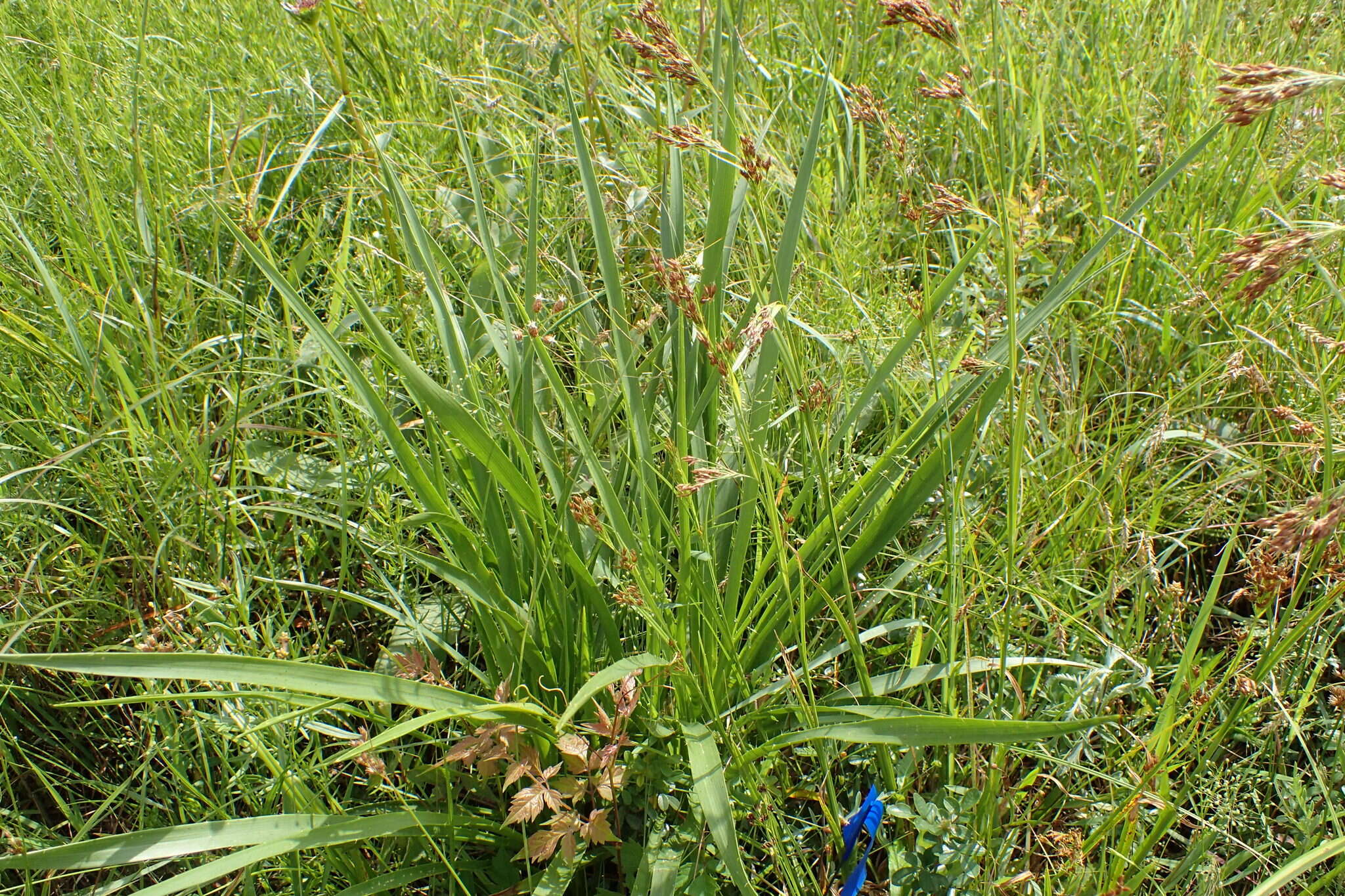 Eryngium yuccifolium Michx. resmi