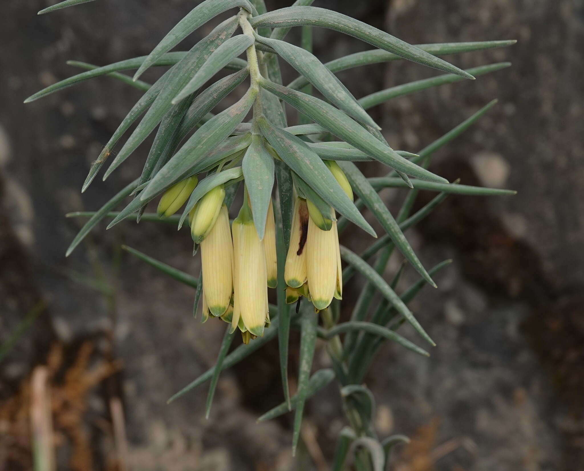 Image of Bomarea involucrosa (Herb.) Baker