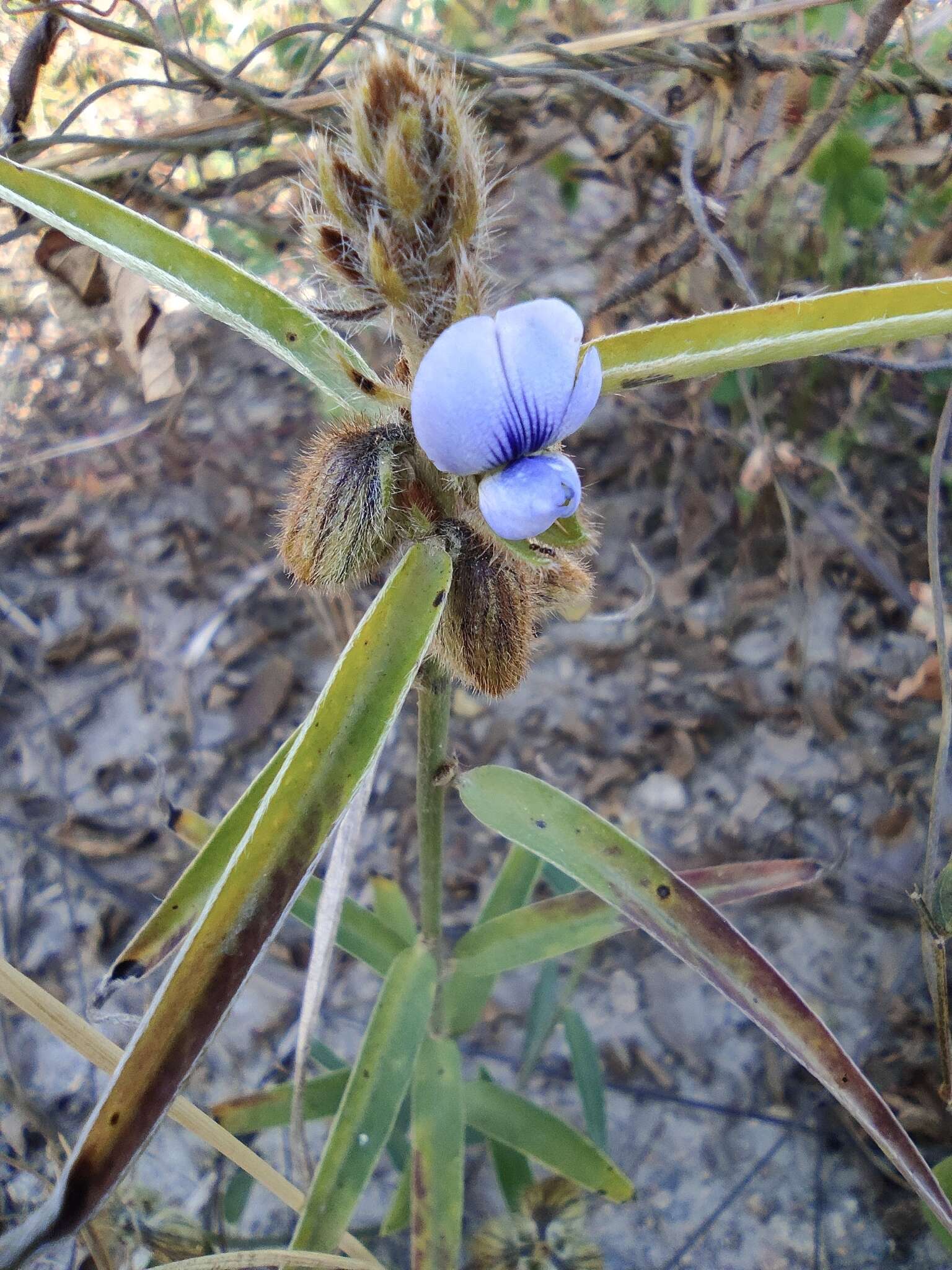 Image of Crotalaria sessiliflora L.