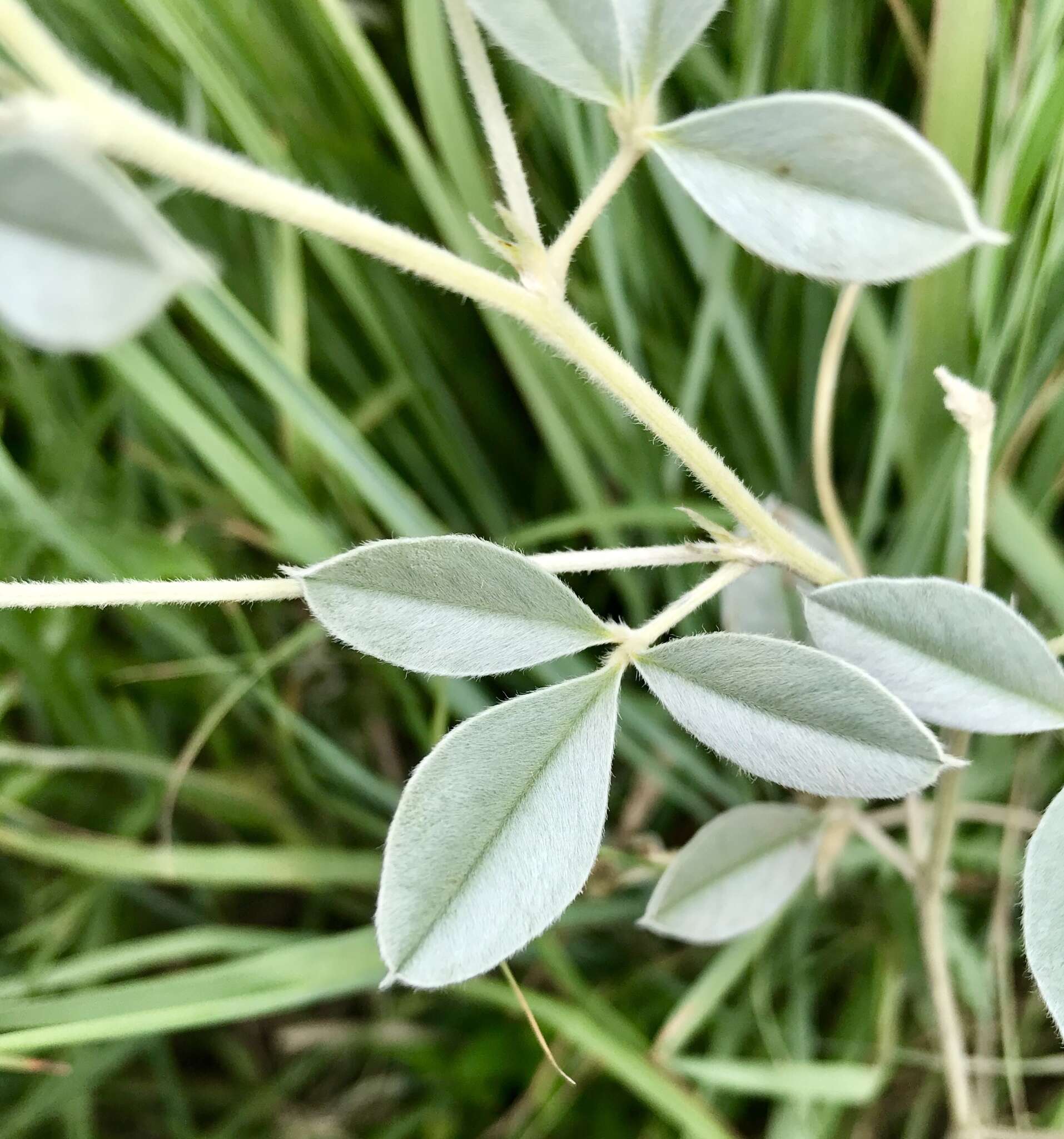 Plancia ëd Psoralea argophylla Pursh