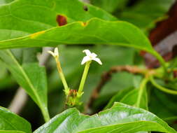 Image of Chomelia malaneoides Müll. Arg.