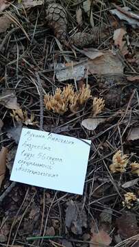 Imagem de Phaeoclavulina eumorpha (P. Karst.) Giachini 2011