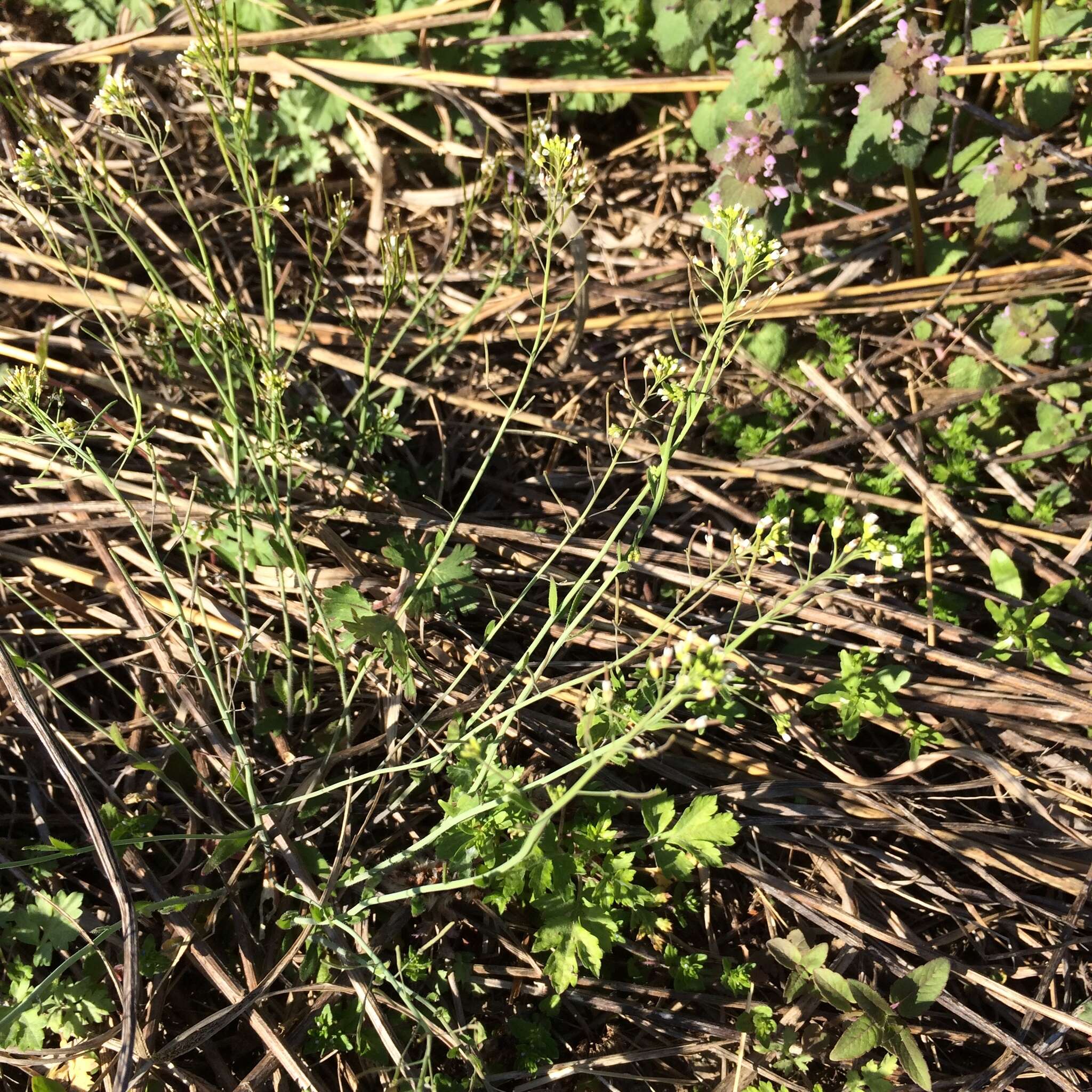 Image of Mouse-ear Cress