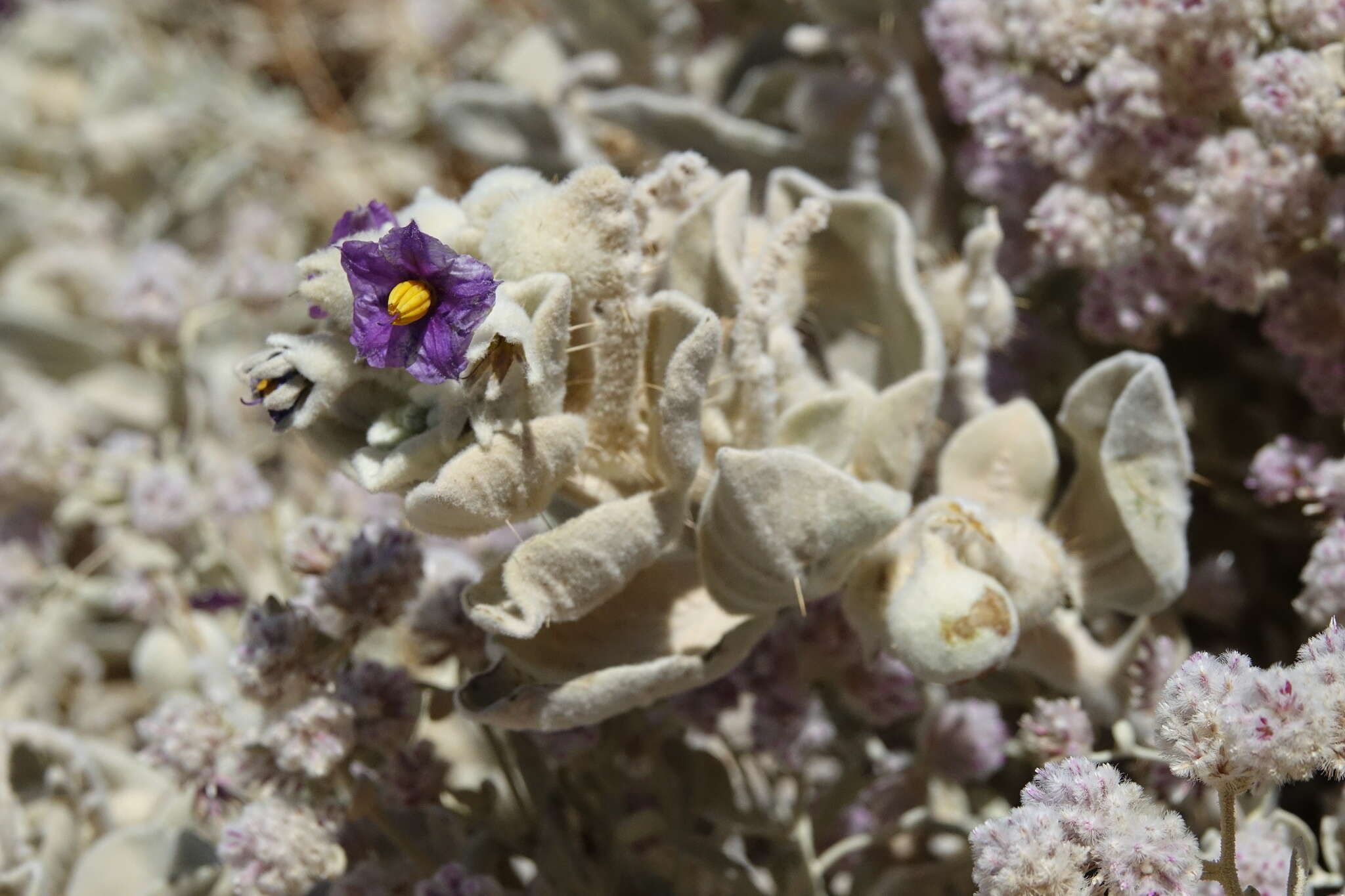 Image of Solanum lasiophyllum Dun.