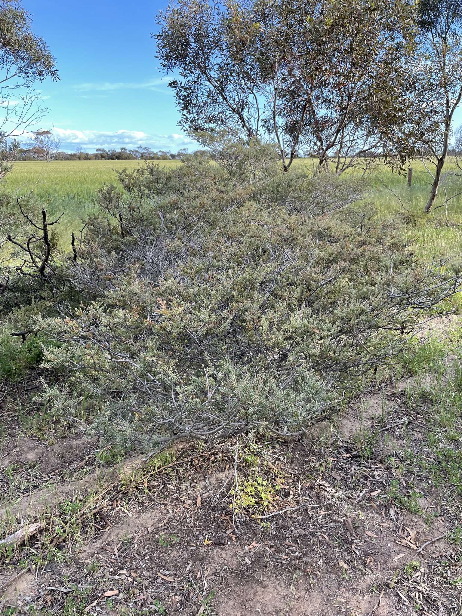 Image of Acacia pinguifolia J. M. Black