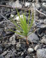 Image of south florida slash pine