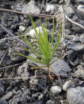 Image of Pinus elliottii var. densa Little & K. W. Dorman