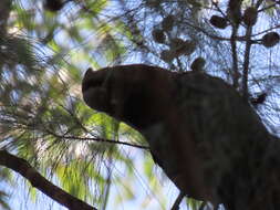 Image of Calyptorhynchus lathami lathami (Temminck 1807)