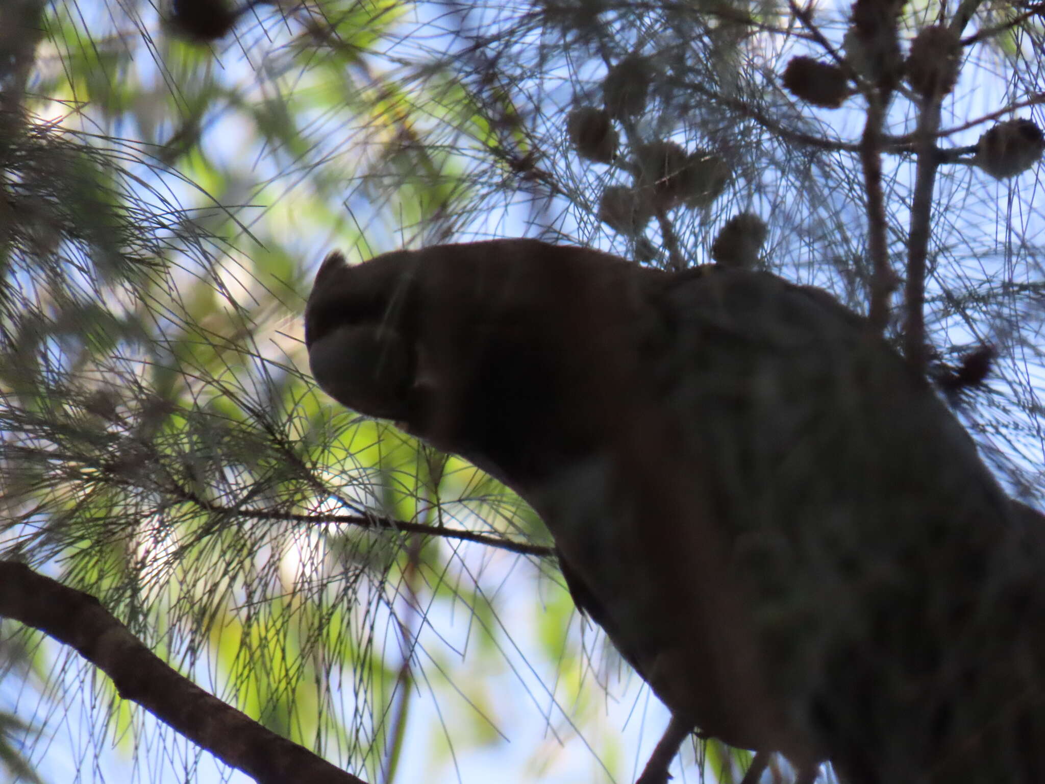 Calyptorhynchus lathami lathami (Temminck 1807) resmi