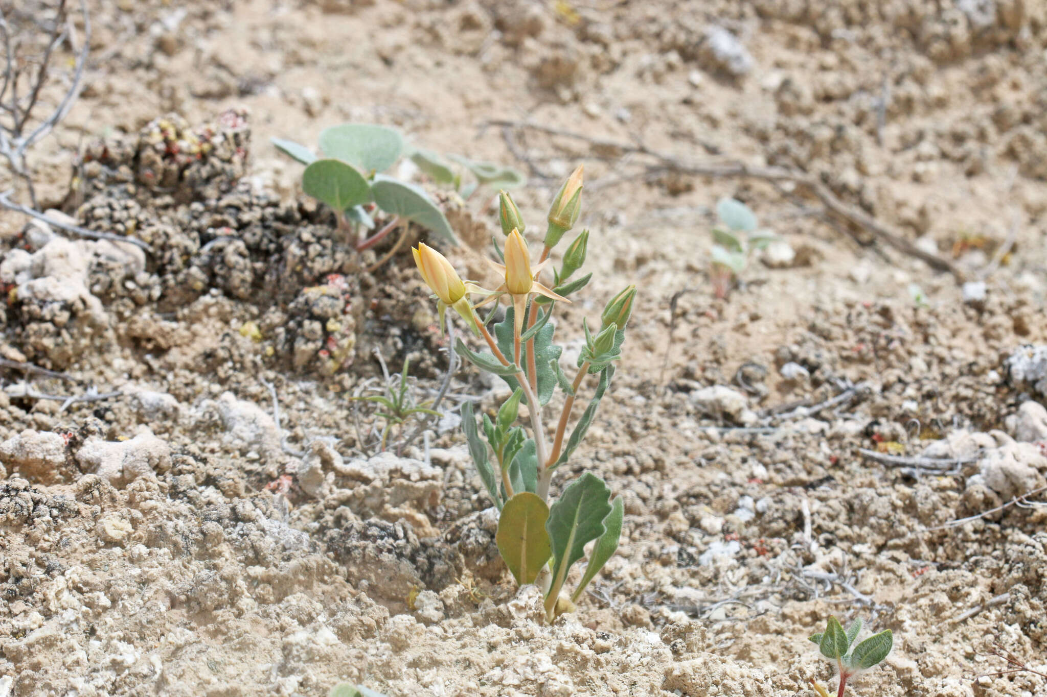 Image of wingseed blazingstar