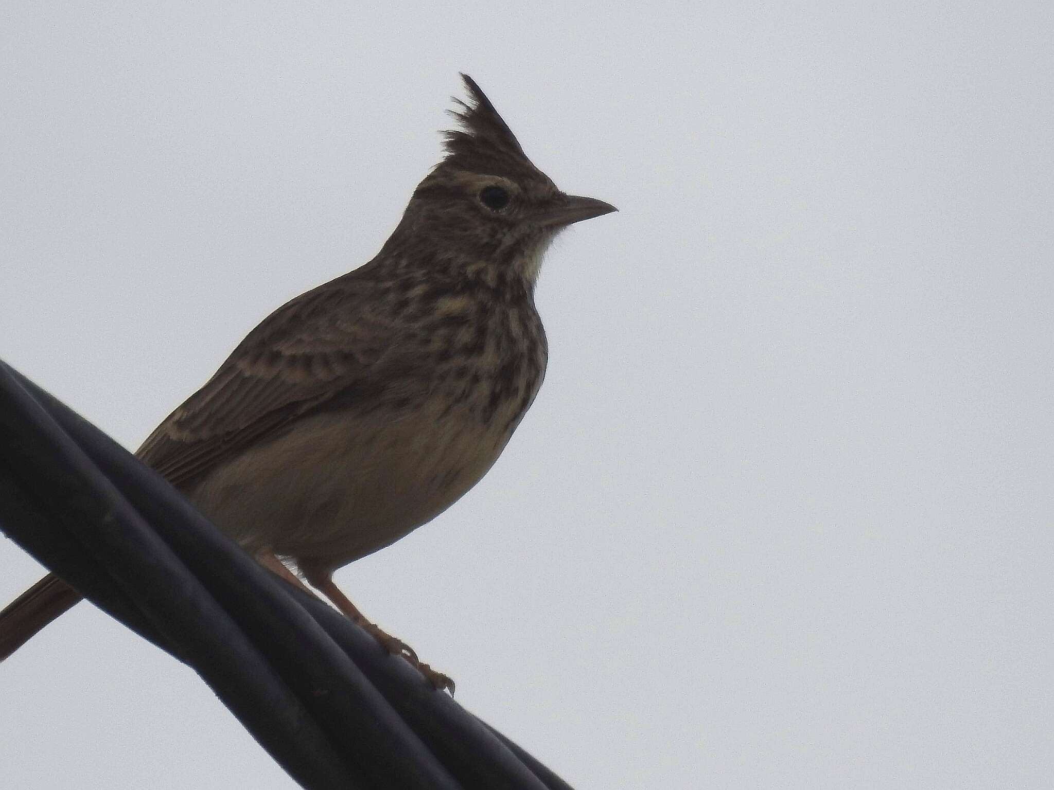 Image of Thekla's Lark