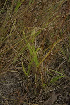 Themeda quadrivalvis (L.) Kuntze resmi