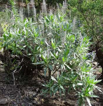 Image of Echium webbii Coincy