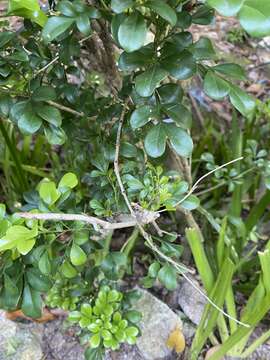 Image of Chinese perfume tree