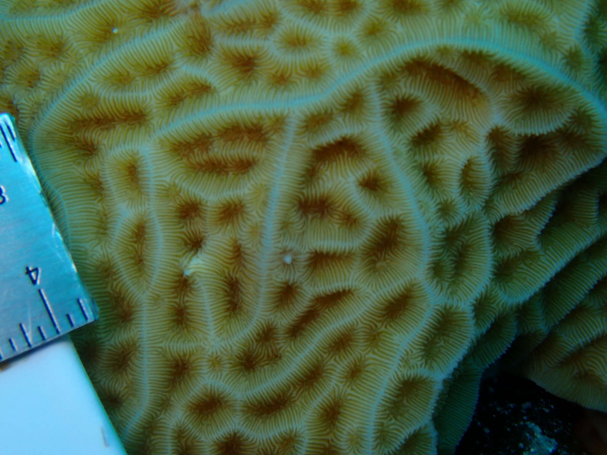 Image of Golfball coral