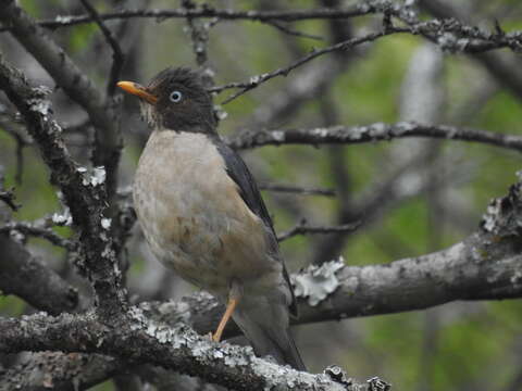 Image of Plumbeous-backed Thrush