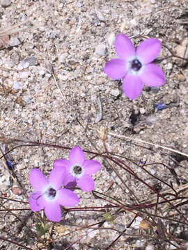 Image of greater yellowthroat gilia