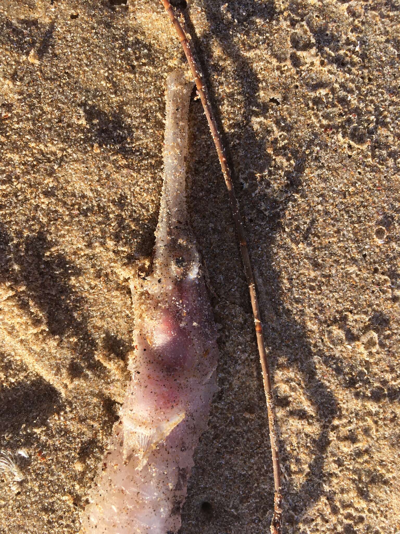 Image of Duncker&#39;s pipefish