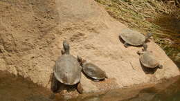 Image of Cotinga River Toadhead Turtle