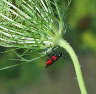 Image of Poison Ivy Sawfly