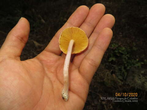 Image of Gymnopilus subpurpuratus Guzm.-Dáv. & Guzmán 1991