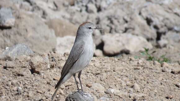 Image of Rufous-naped Ground Tyrant