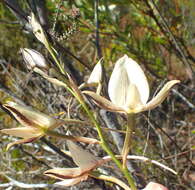 Image de Disa schlechteriana Bolus