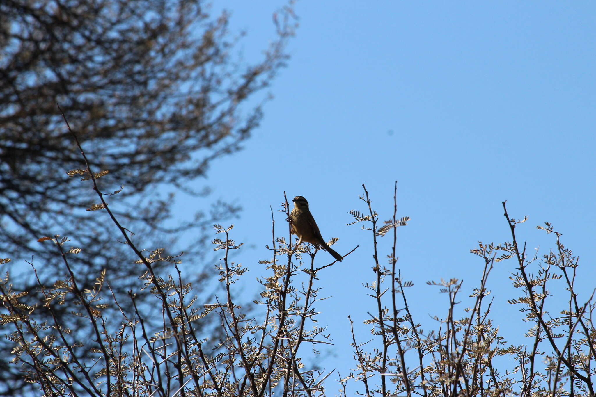 Sivun Emberiza capensis cinnamomea (Lichtenstein & Mhk 1842) kuva