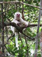 Image of Silky Sifaka