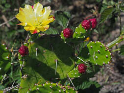 Image of Common Pricklypear