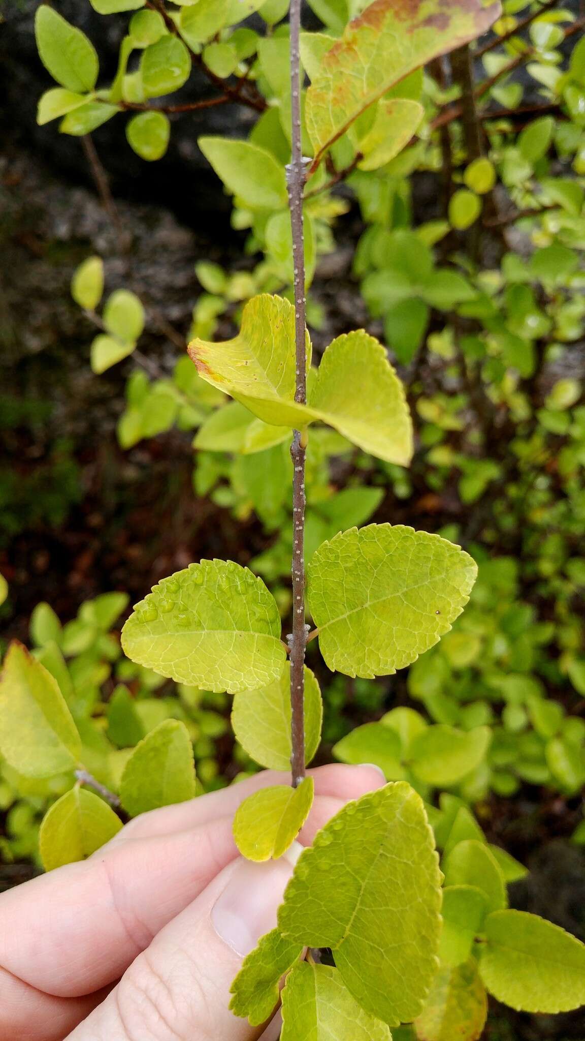 Слика од Forestiera reticulata Torr.