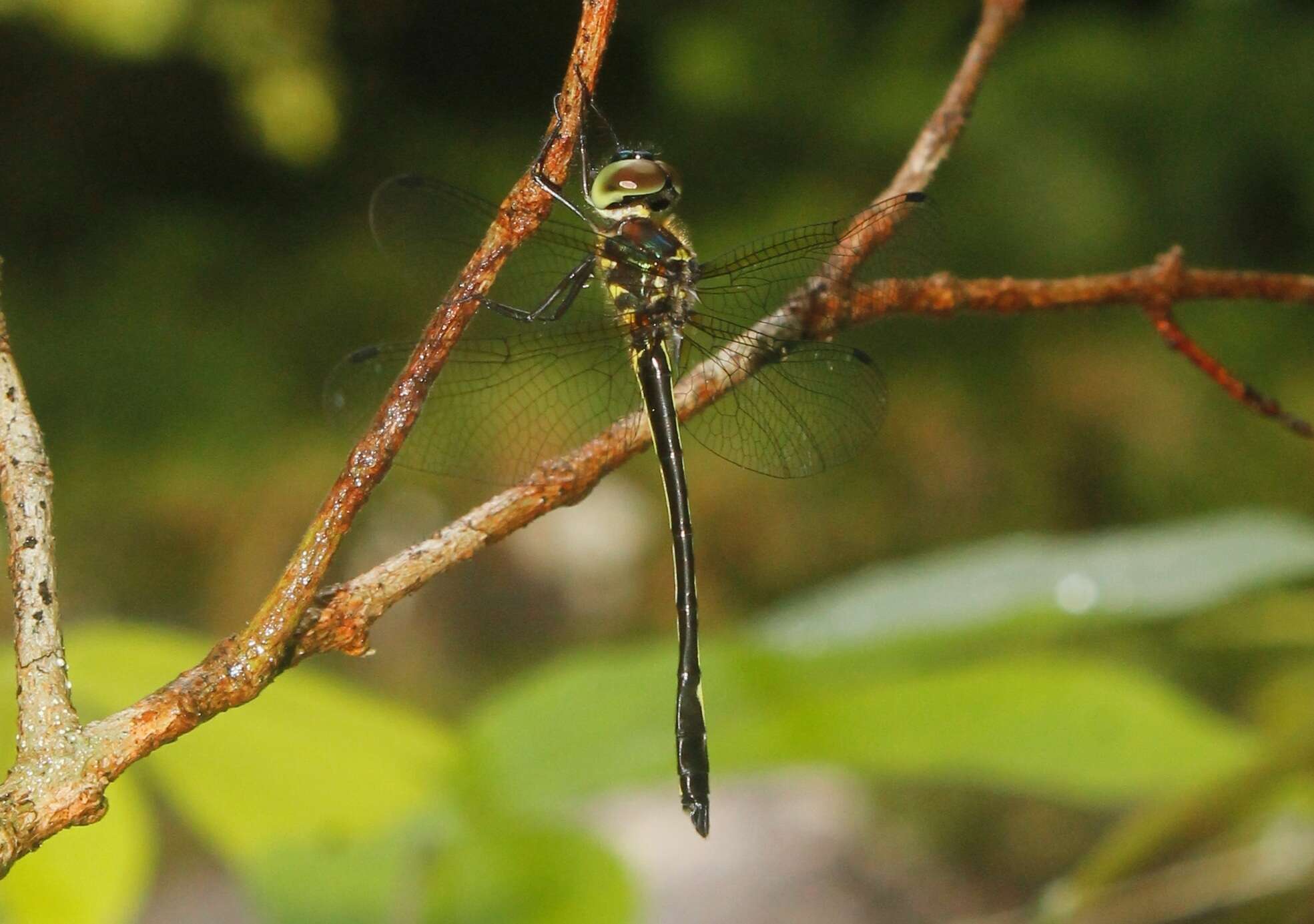 Imagem de Macromidia donaldi (Fraser 1924)