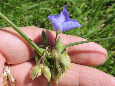 Image of prairie spiderwort